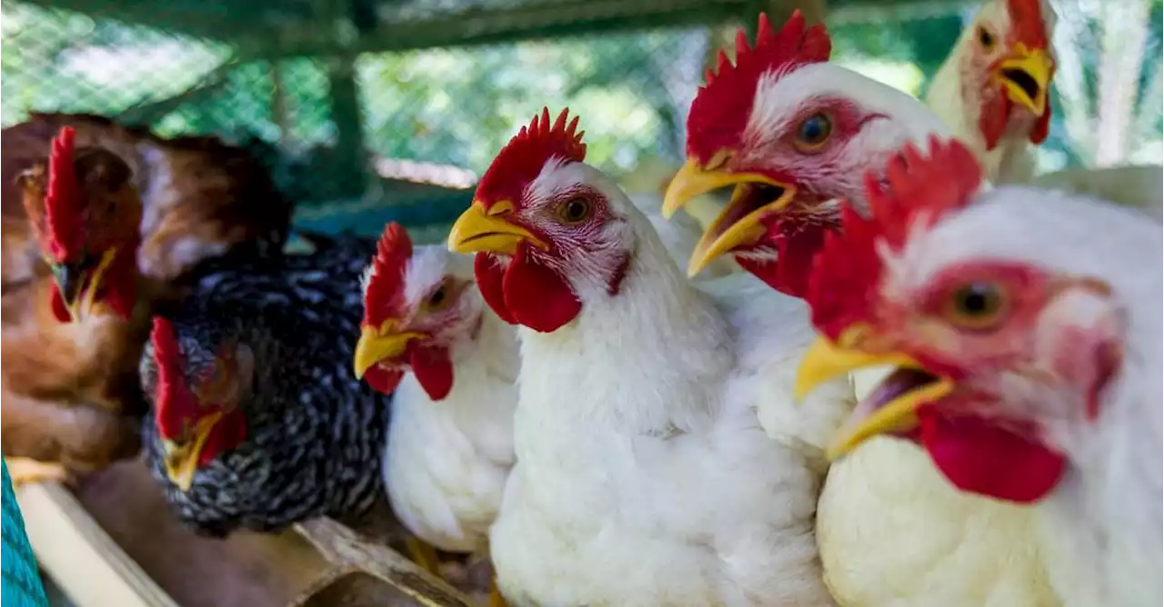 Freno a pestes en pollo y cerdo para evitar más alzas en la carne