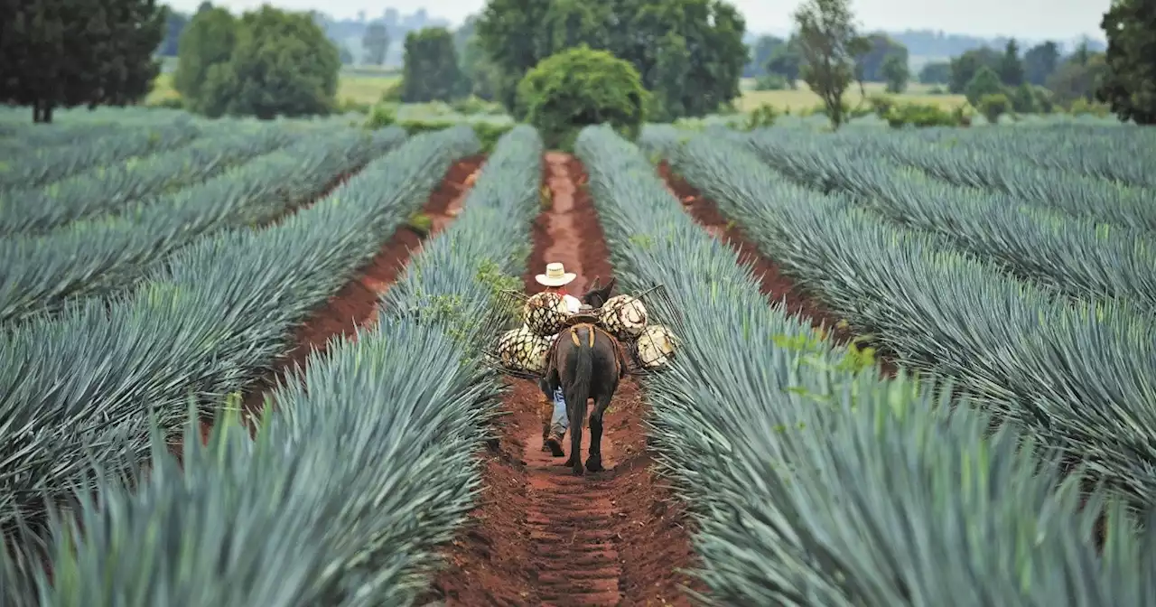 Indicadores del tequila crecen más de 500% desde la creación del CRT