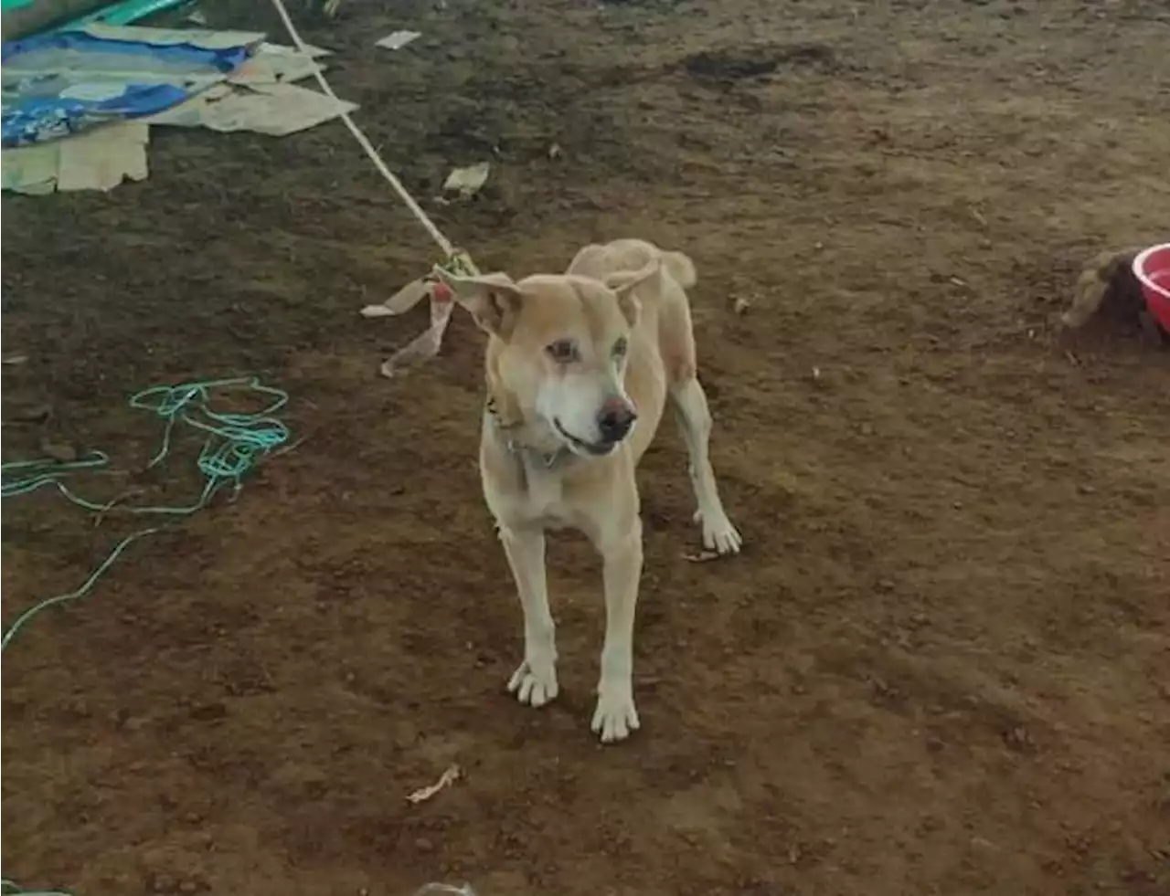 Animales rescatados tras la tragedia en Rosas, Cauca, necesitan su ayuda