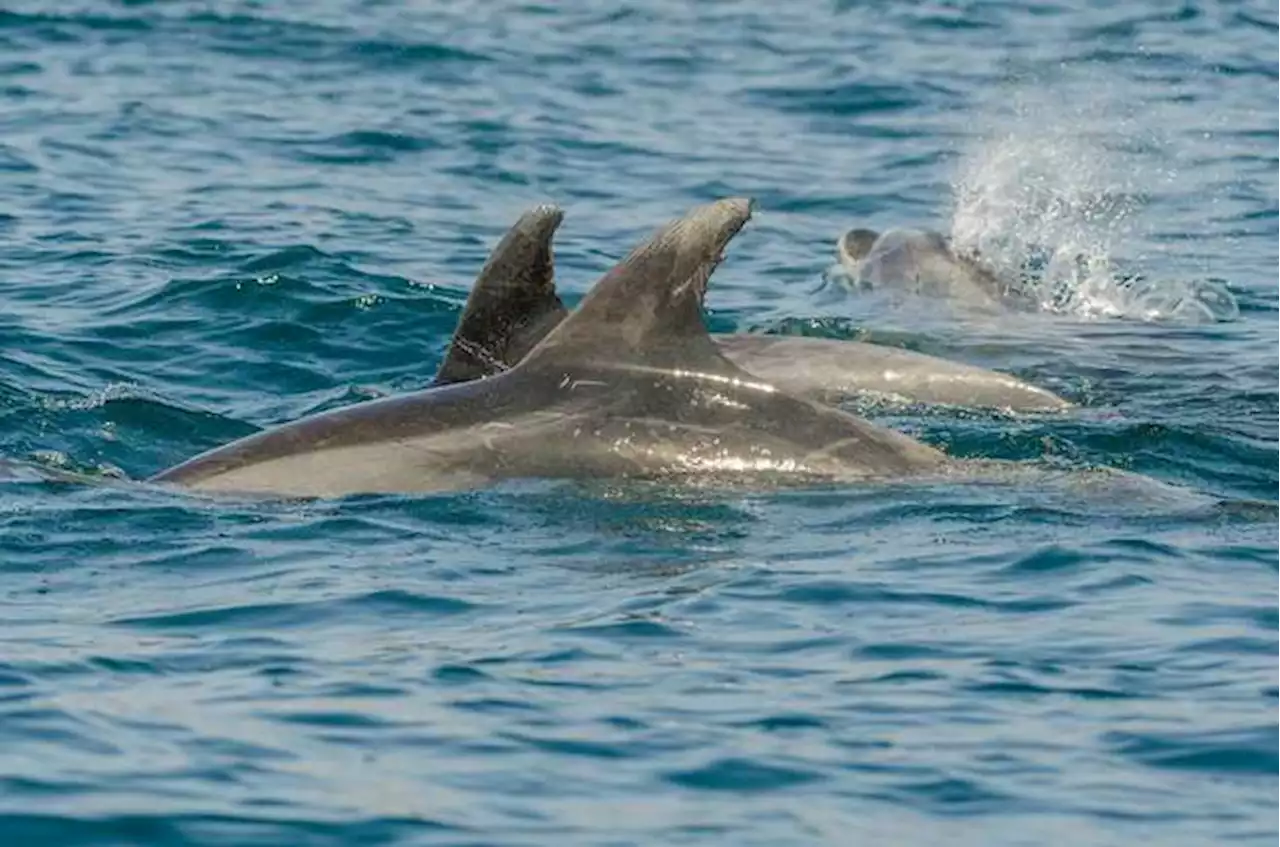 Los delfines “gritan” para comunicarse entre ellos cuando el ruido humano es alto