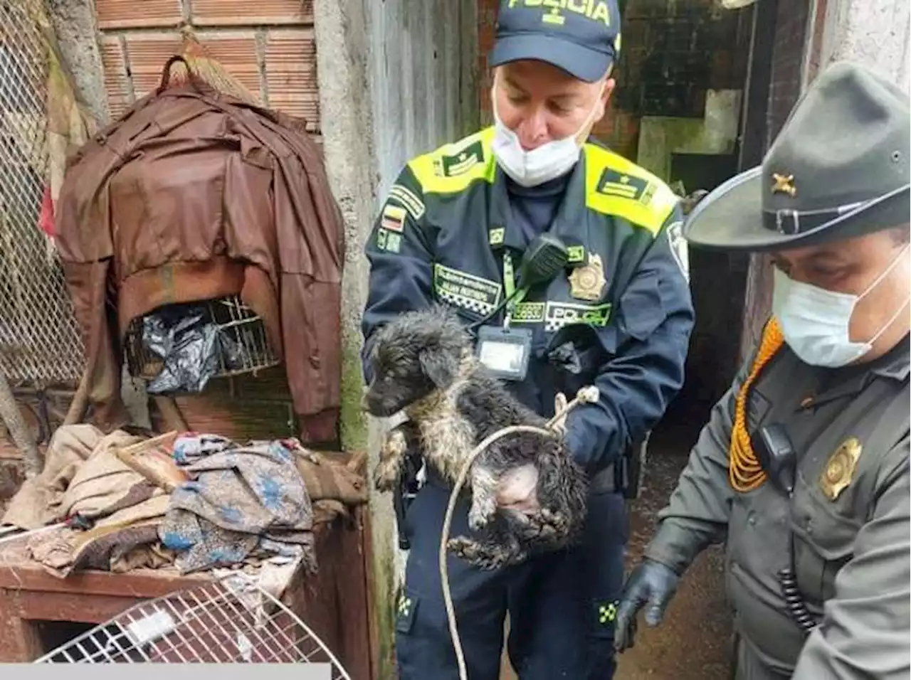 Rescatan 19 animales en malas condiciones en la vereda Mateguadua, en Manizales