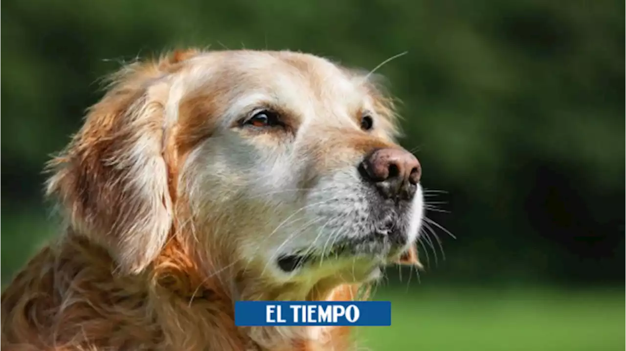 Proyecto de Ley busca evitar que perritos se usen en vigilancia