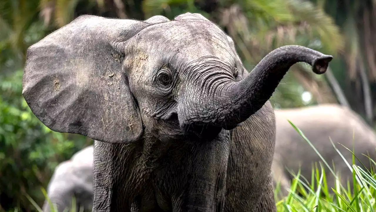 Watch the Trailer for James Cameron's 'Secrets of the Elephants' Doc