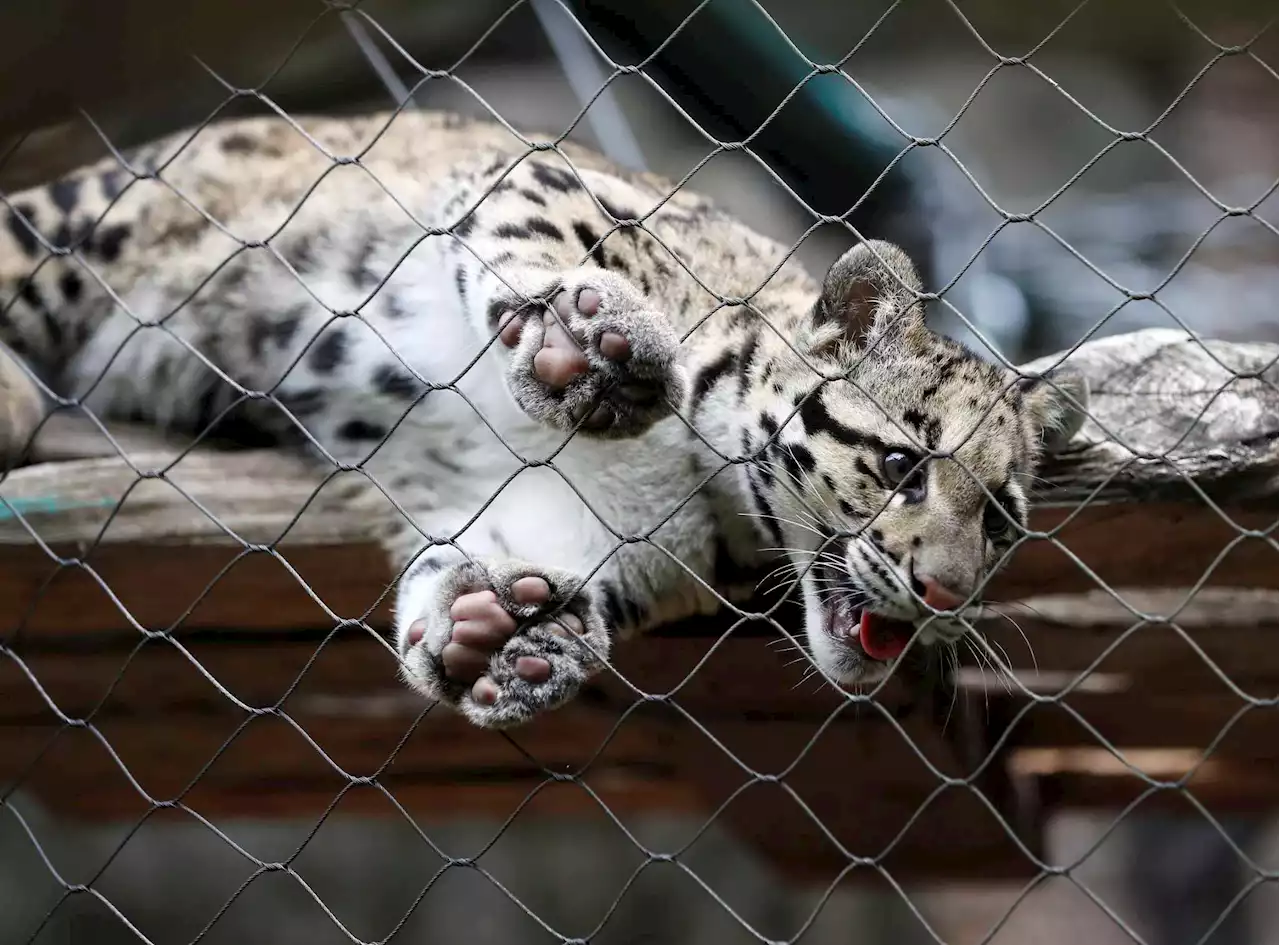 Missing clouded leopard forces Dallas Zoo to shut down