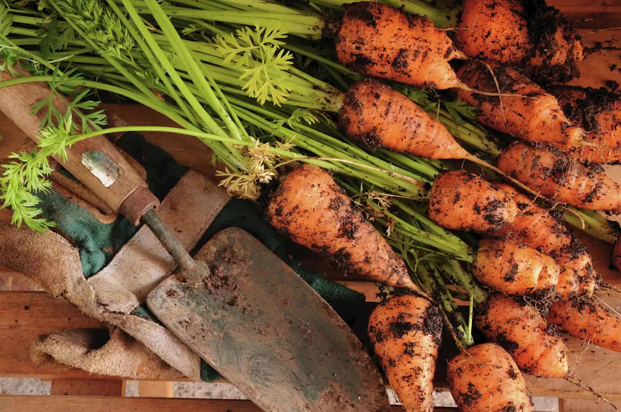 Practice patience with plants after December freeze