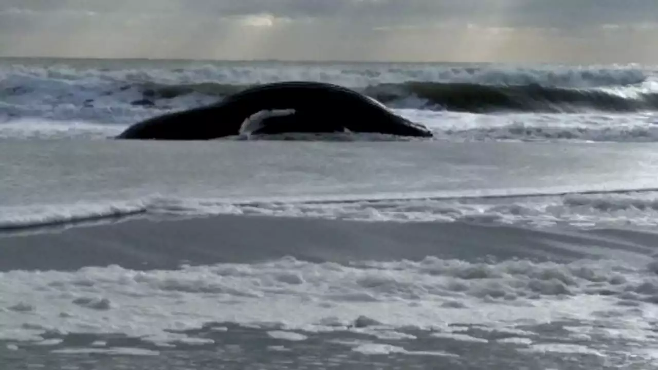 20-foot whale washes ashore in Brigantine as concern over NJ whale deaths continues