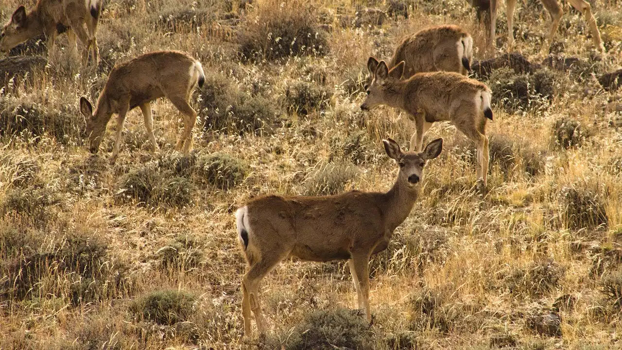 In Nevada, $1,000 reward offered in search for suspect in deer poaching case