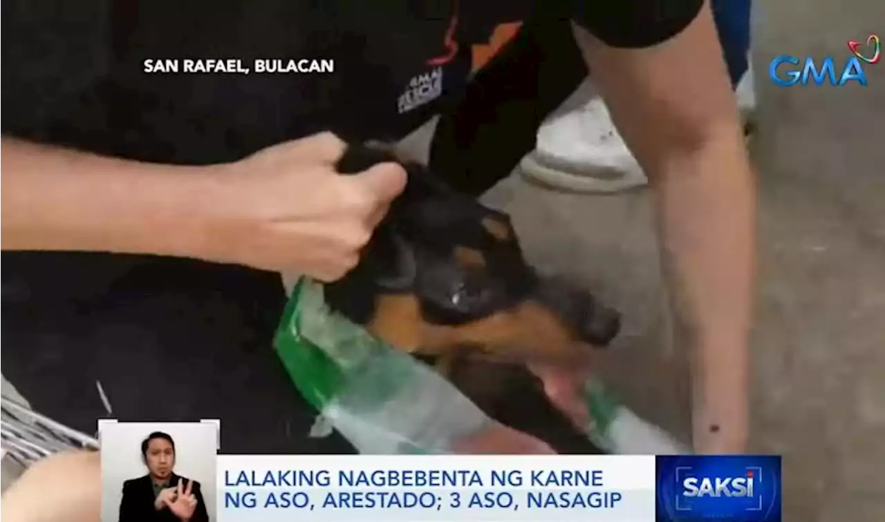 Suspected dog meat trader nabbed in Bulacan; 3 dogs rescued