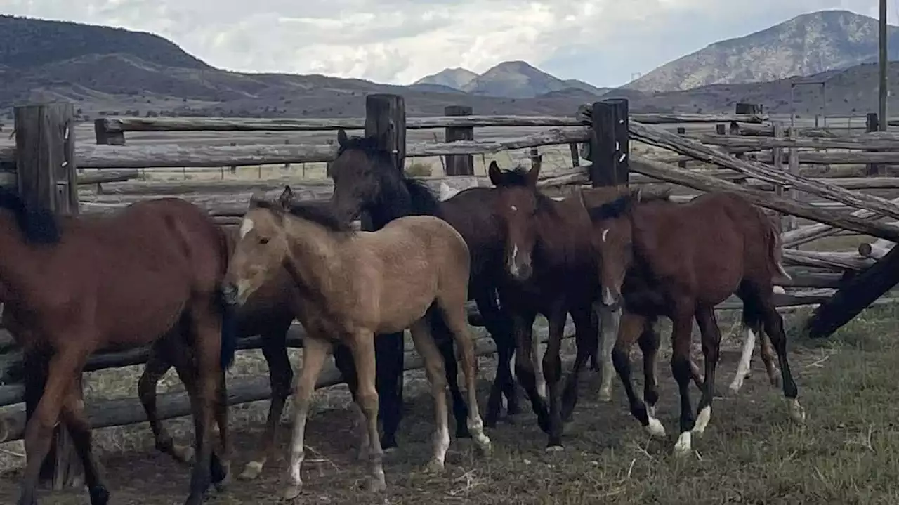 7 horses believed to be stolen in Utah County