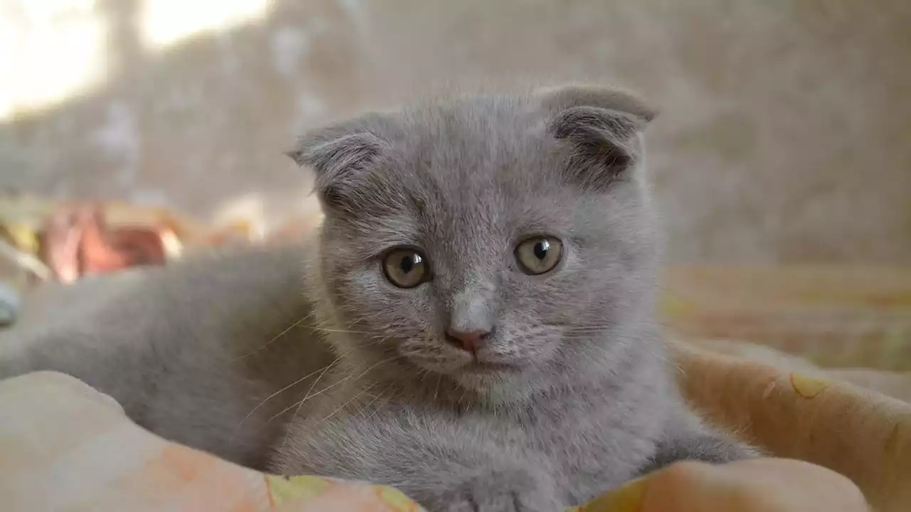 Jadi Peliharaan yang Tengah Naik Daun, Ini 10 Fakta Unik Kucing Scottish Fold