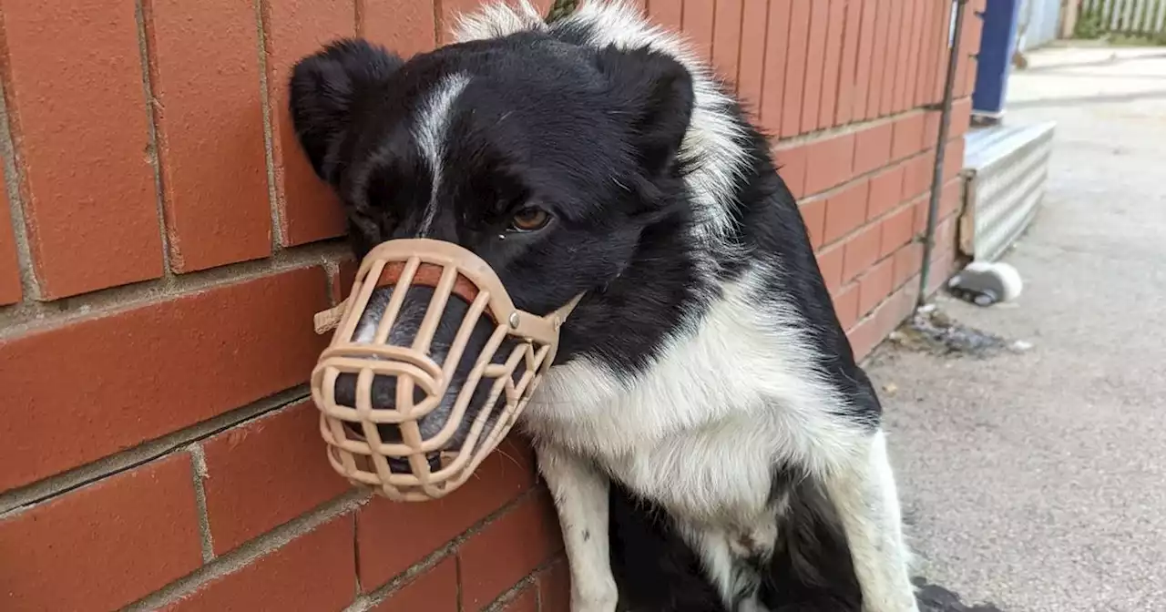 Dog owner let pet who lost use of both back legs roam streets in pain