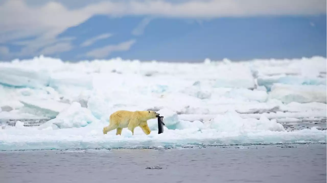 Move over polar bears, there's another top predator along the Arctic coast