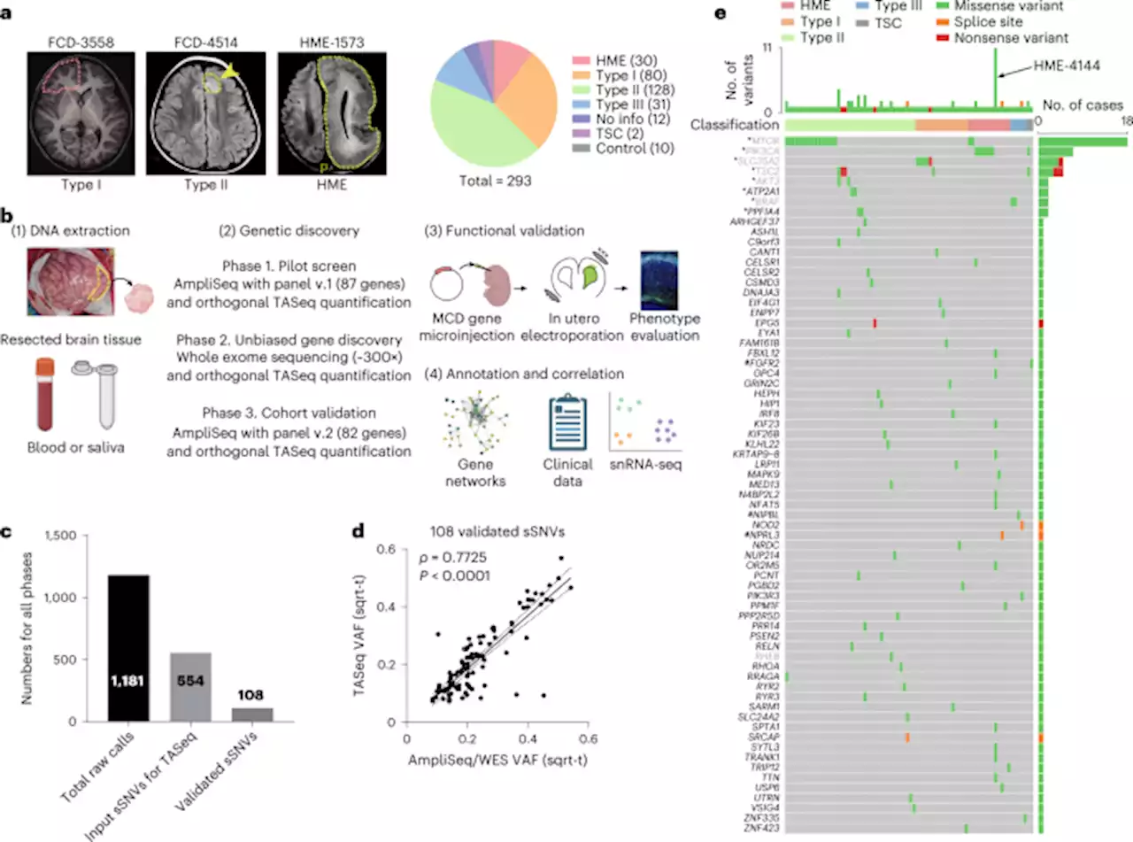 Comprehensive multi-omic profiling of somatic mutations in malformations of cortical development - Nature Genetics