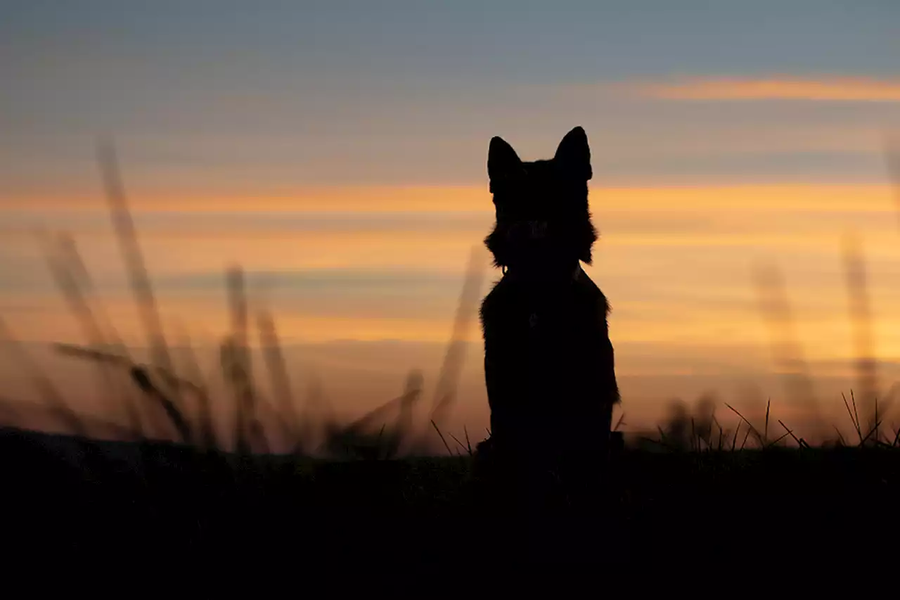 Delivery asiste a perro tras accidente e historia genera conciencia animal