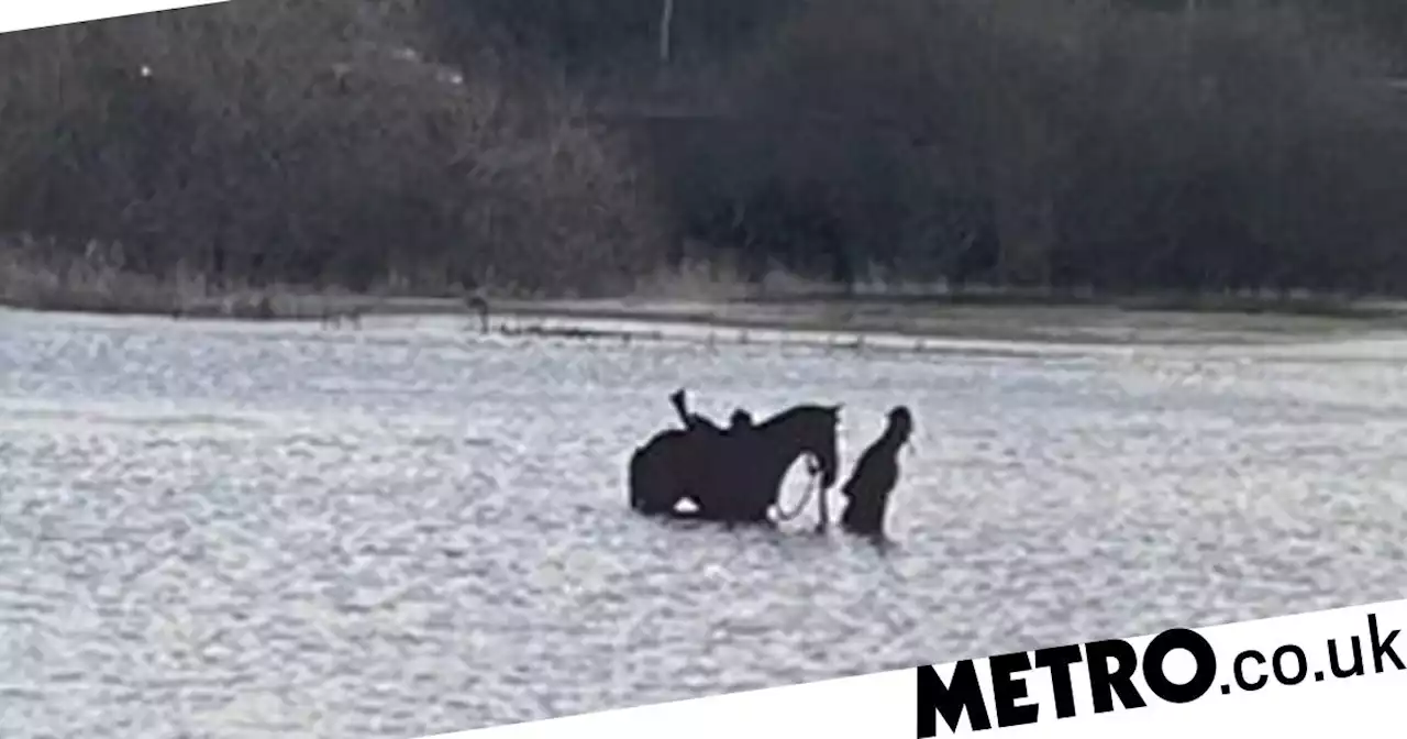 Major rescue mission for horse in distress that turned out to be a sea sculpture