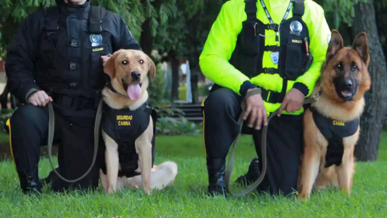 Avanza proyecto de ley busca prohibir perros de vigilancia y seguridad, ¿qué opinan las empresas?