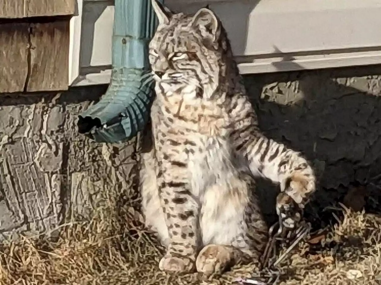 Injured bobcat roaming Calgary neighbourhood captured after weeks with paw caught in leg trap