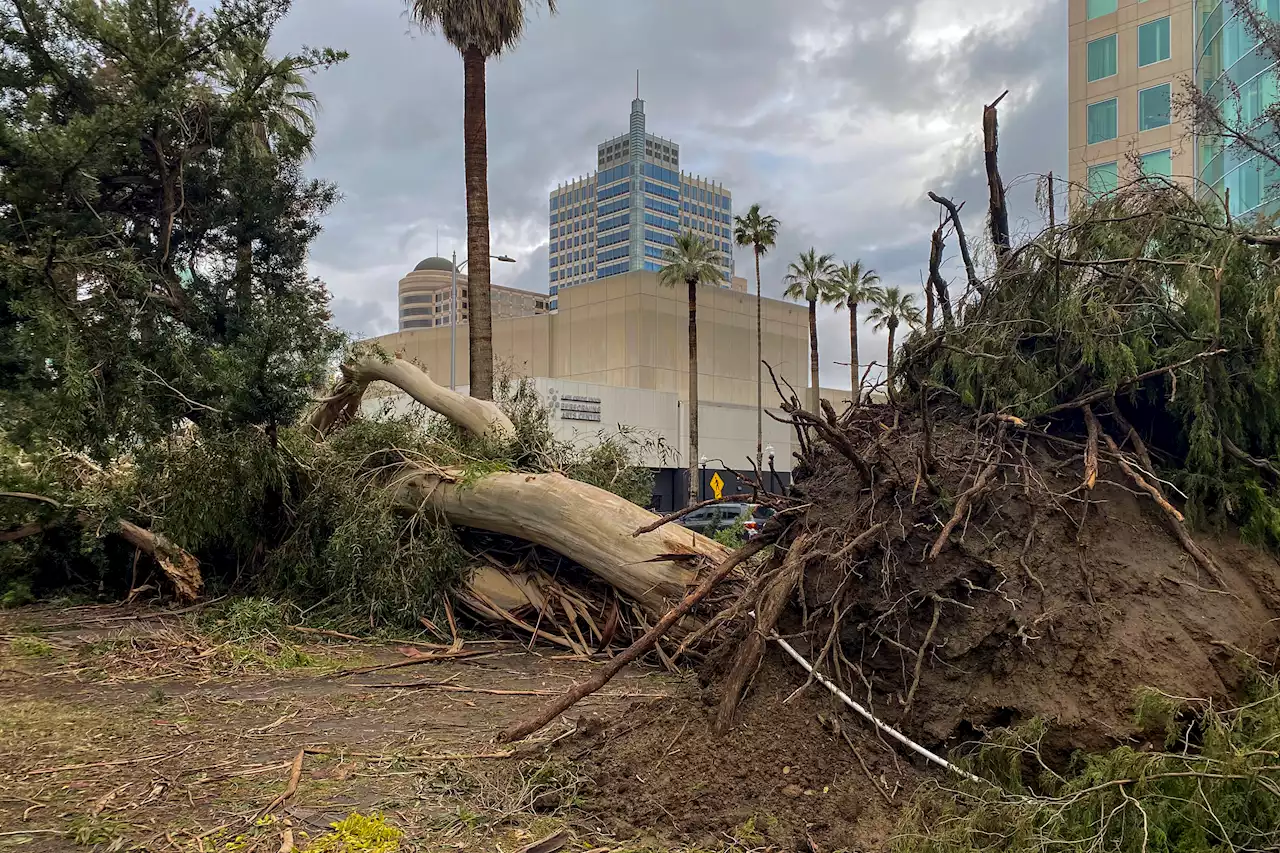 Sacramento's Iconic Tree Canopy Turns Destructive in Storms