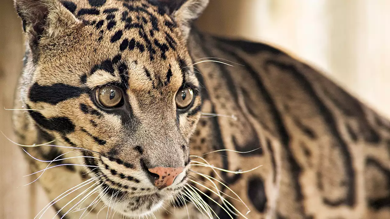 Leopard on the Lam from the Dallas Zoo