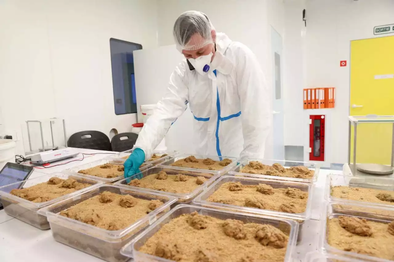 Inside an insect farm: Are mealworms a sustainable meat alternative?