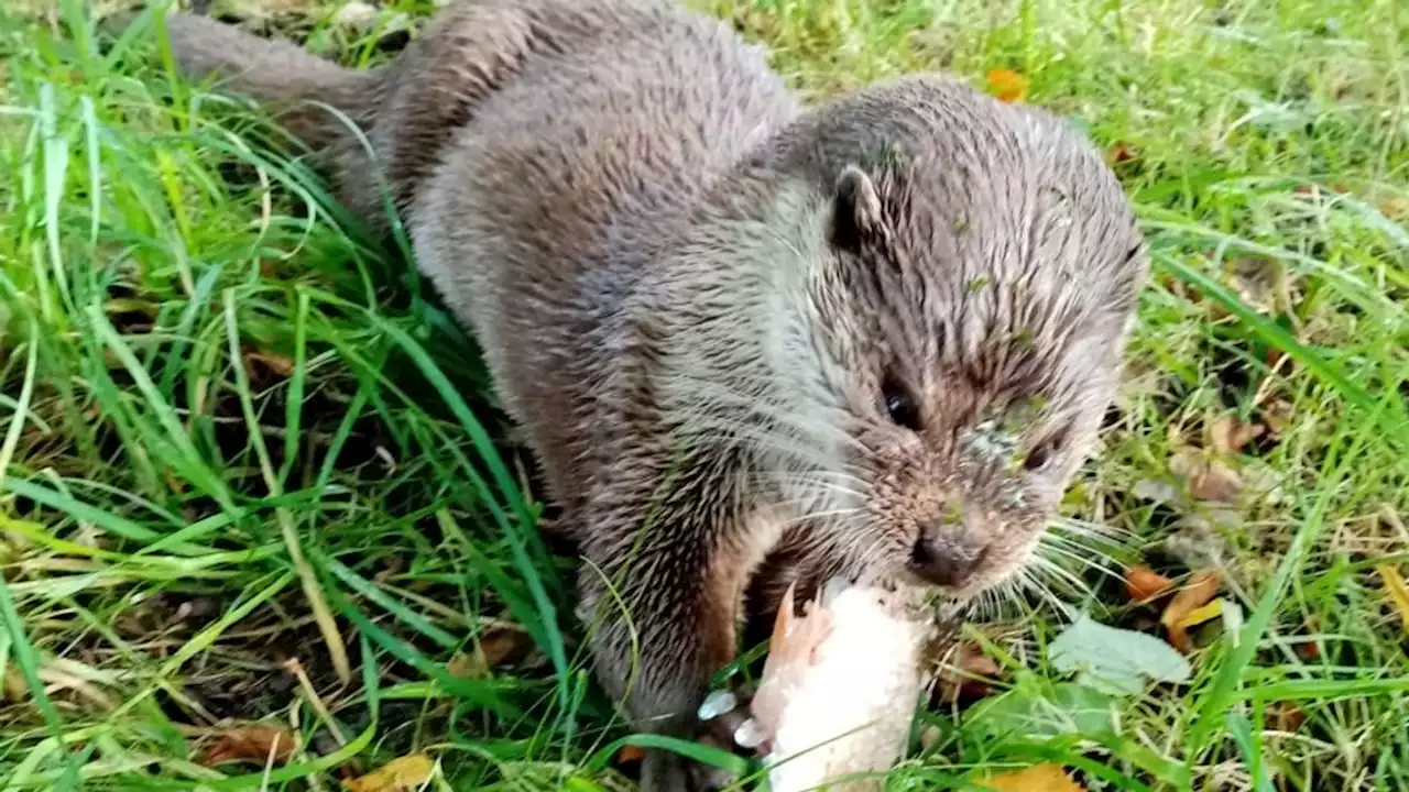 Populaire Flevolandse otter Freekje op 19-jarige leeftijd overleden