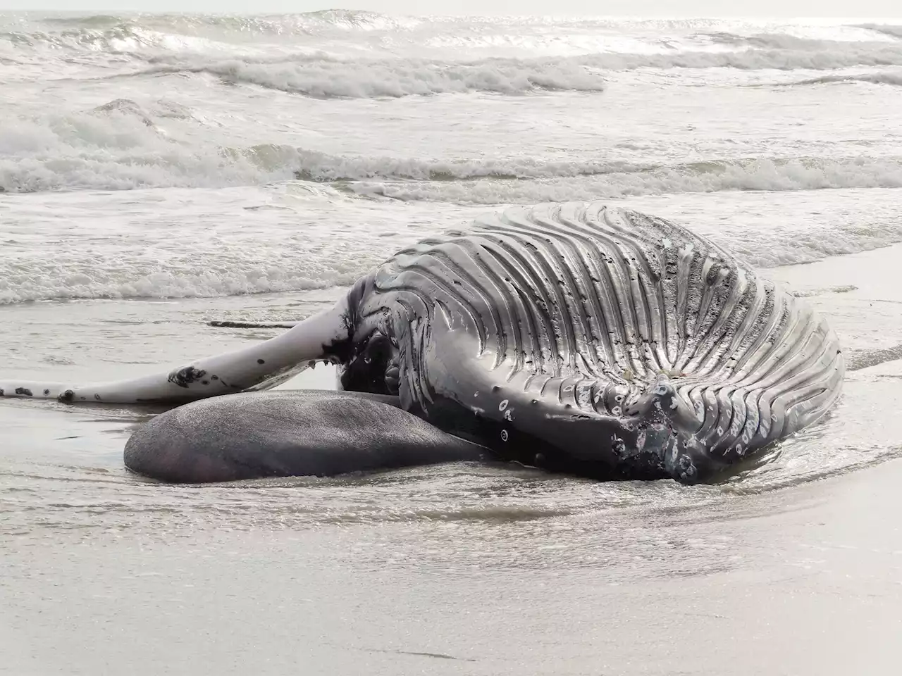 7th dead whale washes up on Jersey Shore