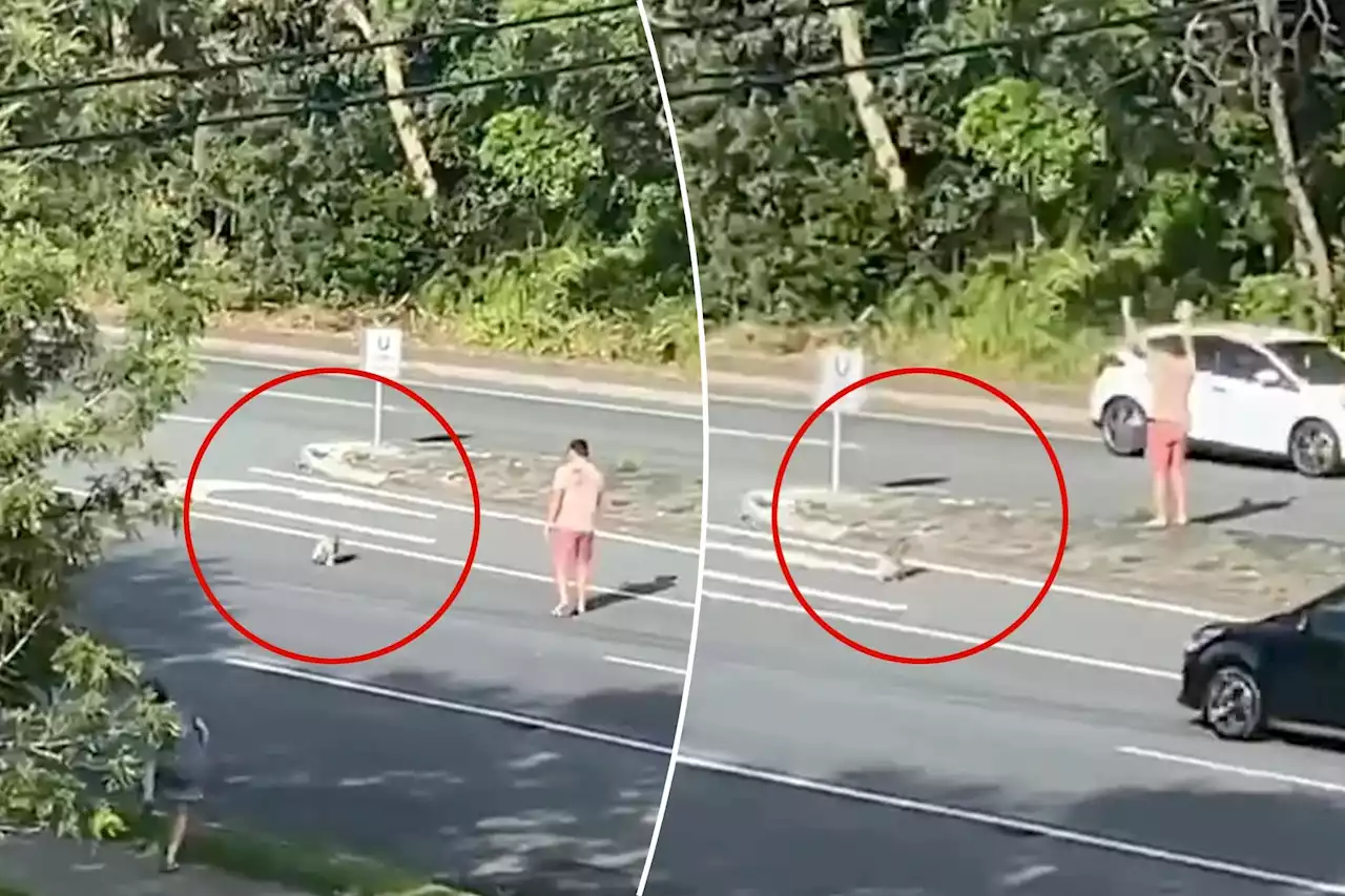 ‘Man deserves a beer’: Man goes viral after traffic escort for koala crossing highway