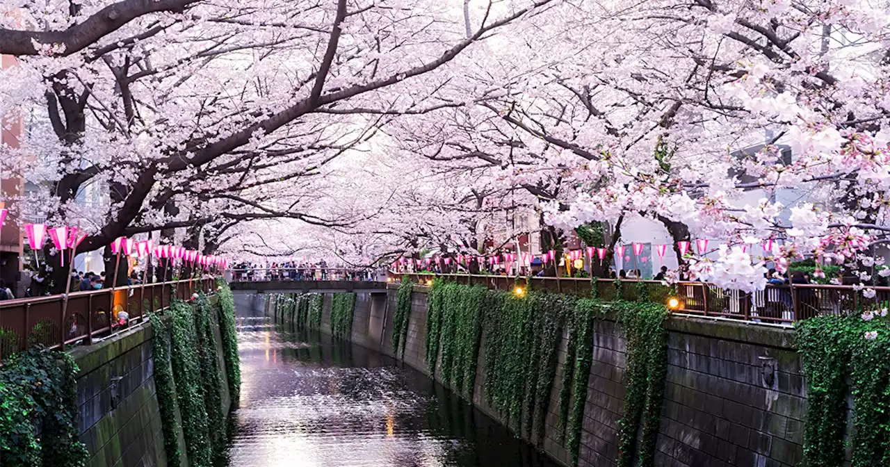 Book your flights! Here's the exact date Japan's cherry blossom season is expected to start this year