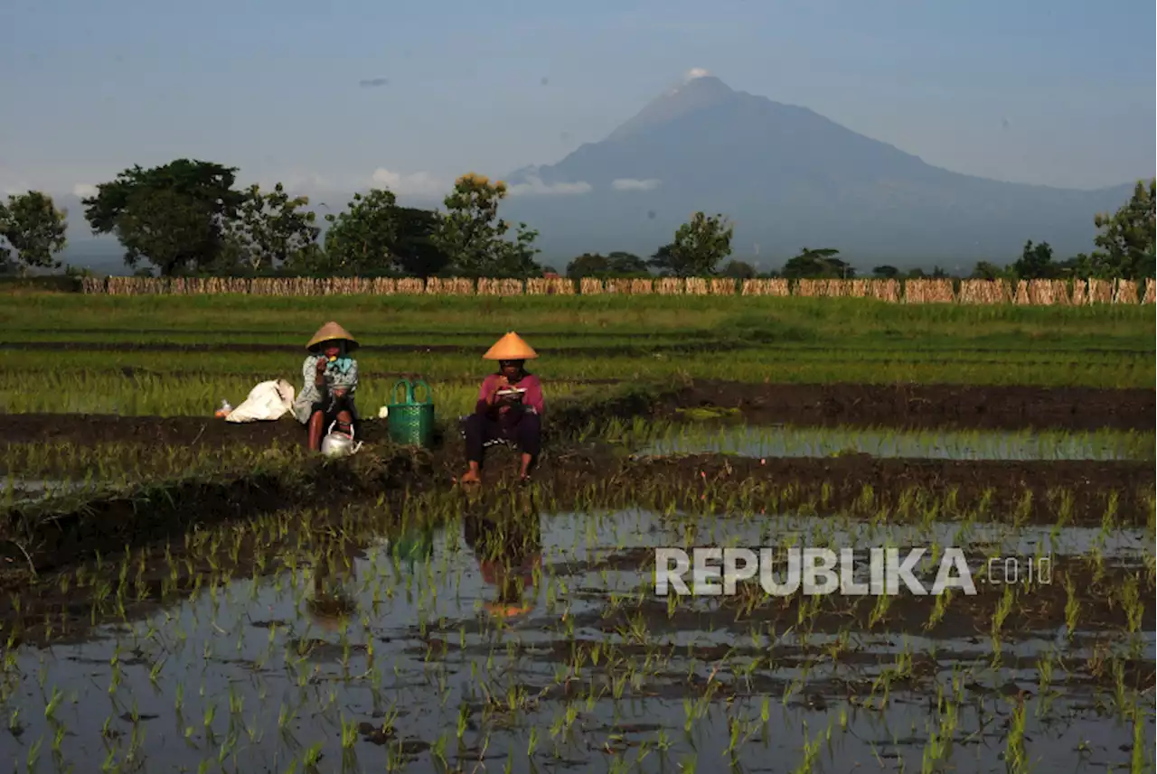 Jaga Lahan Produktif, Boyolali Sukses Tingkatkan Produksi Gabah 2022 |Republika Online