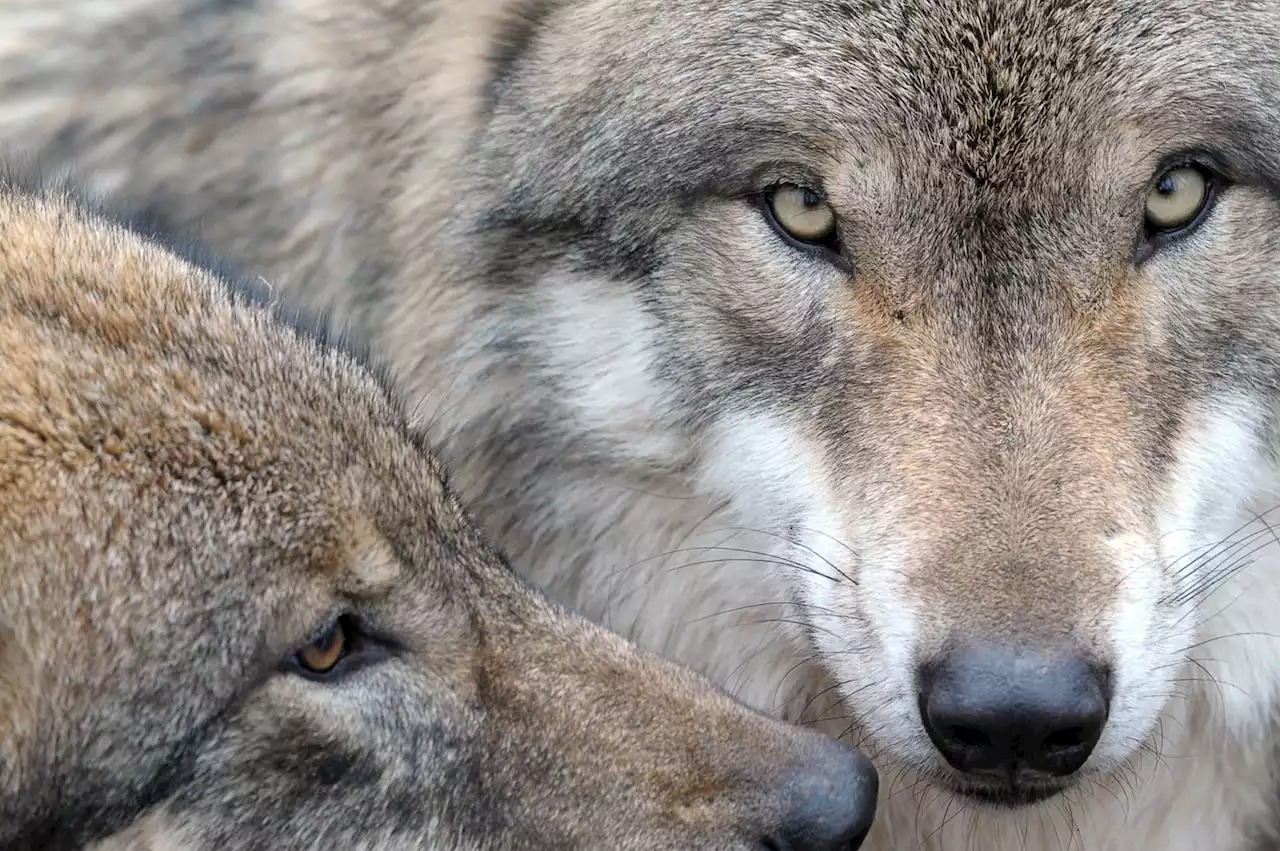 Ile-de-France : un loup a-t-il été percuté par un automobiliste à Fontainebleau ?