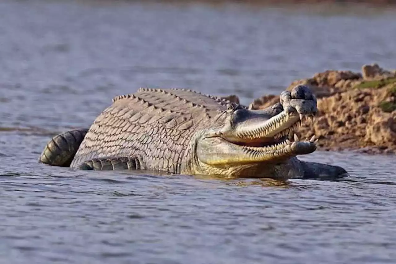 Fosil Buaya Purba Ditemukan di Rumania, Spesies Langka Kelompok Gavial