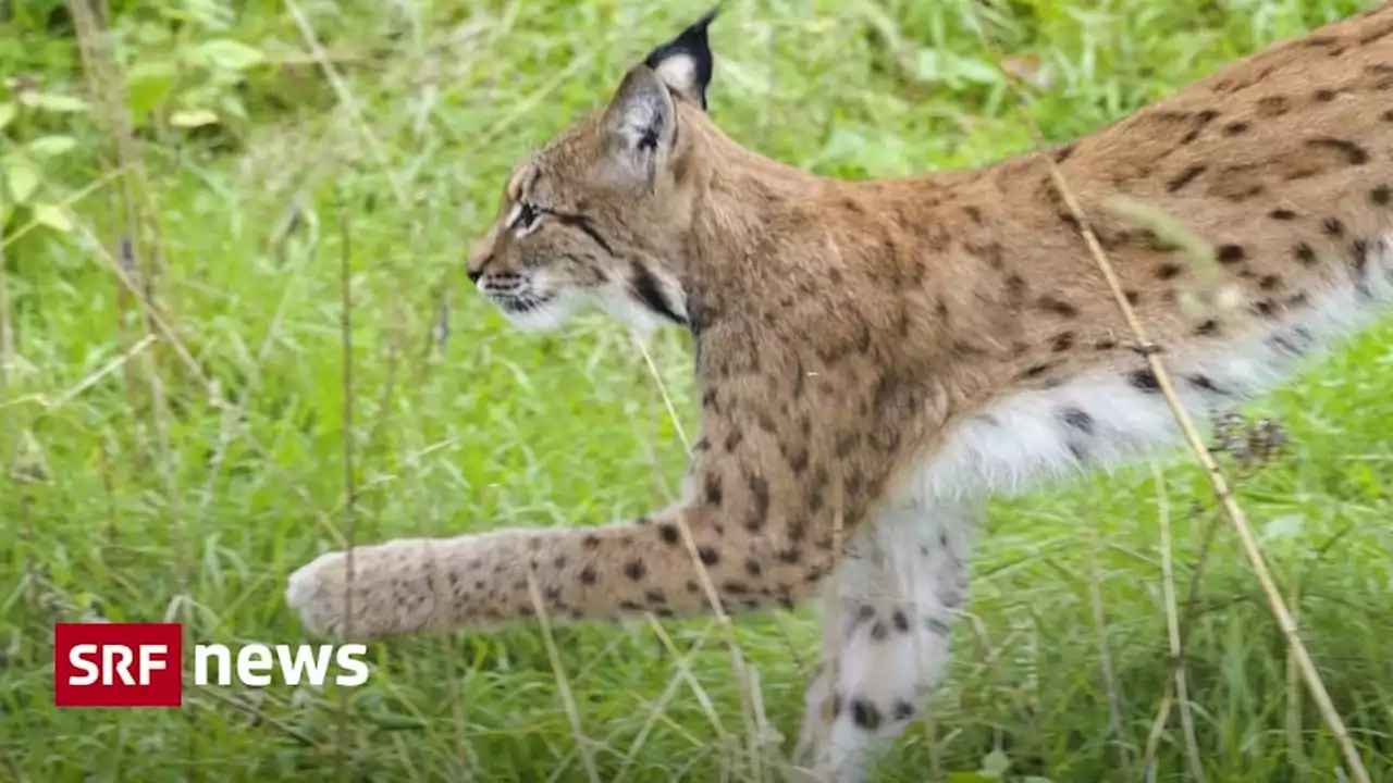 Verdacht auf Wilderei - Luchs erschossen – Wallis reicht Strafanzeige ein