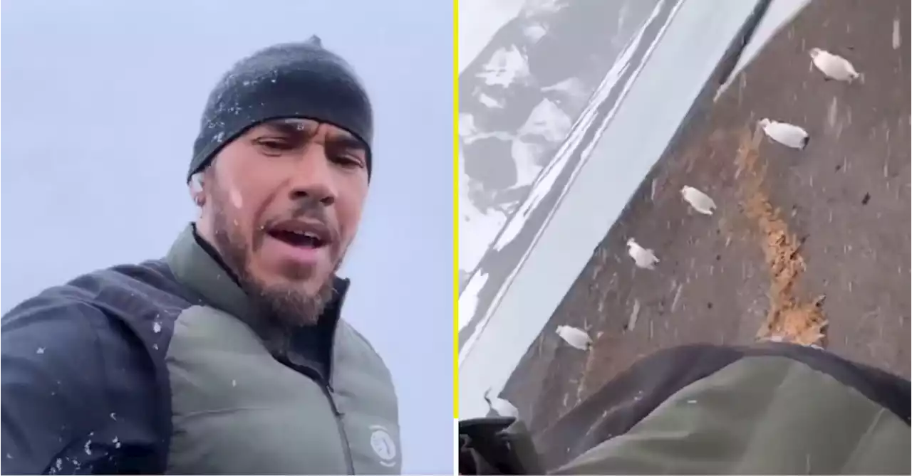 Lewis Hamilton trains with penguins and a photogenic sea lion in 'beautiful' Antarctica