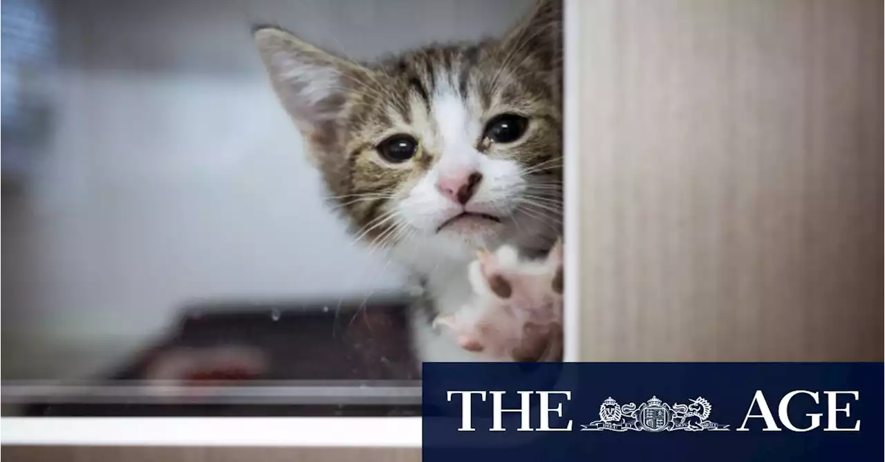 ‘There’s babies having babies’: On the front line of Melbourne’s kitten catastrophe