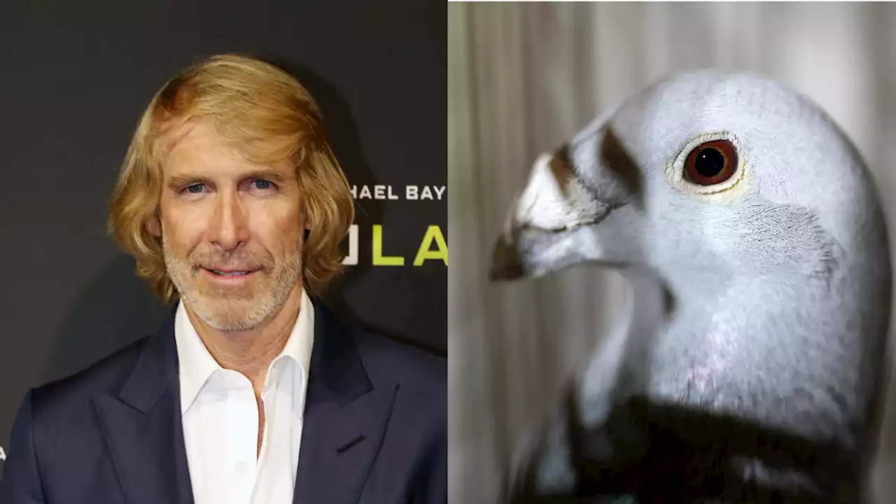 Michael Bay facing charges of Italian bird murder