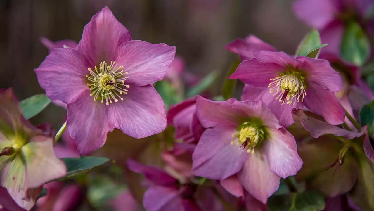 Plant elegant hellebores for winter colour and interest - your gardening jobs for the weekend