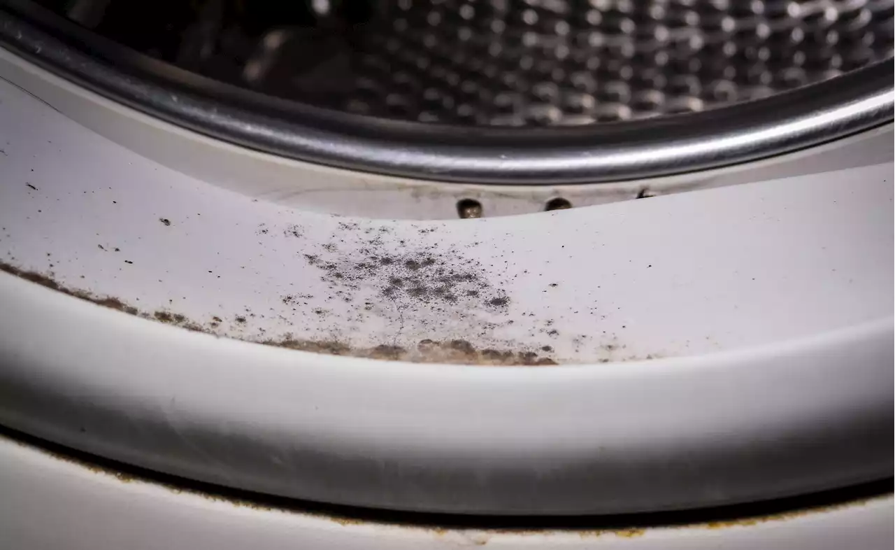 Woman warns people to check their washing machines after finding a growth