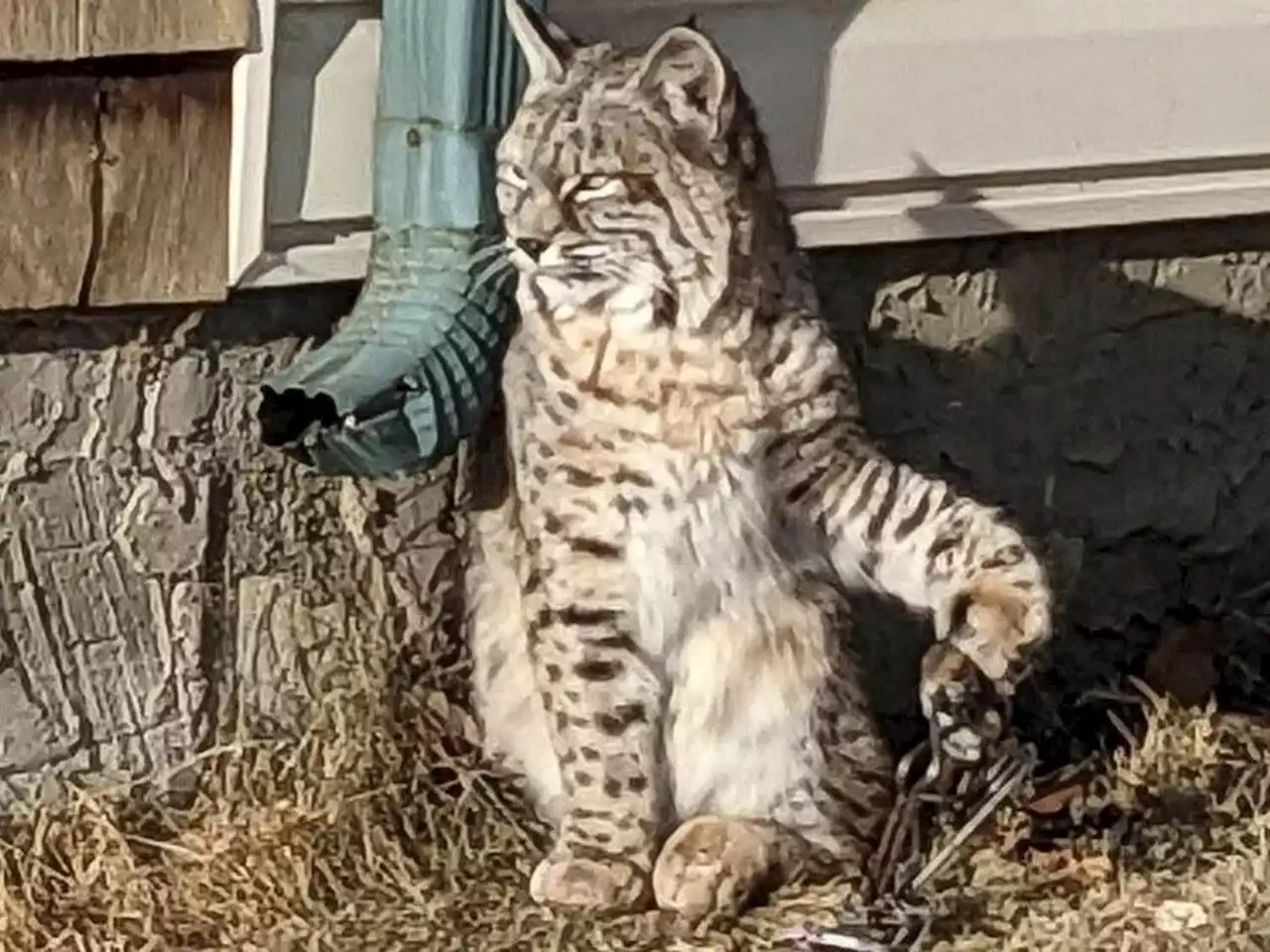 Injured bobcat roaming Calgary captured after weeks with paw caught in leg trap