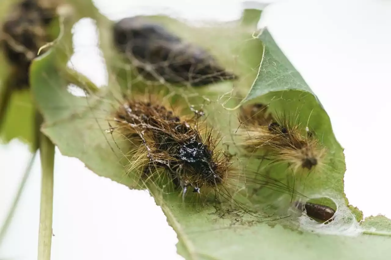 Invasive spongy moths target of B.C. spray program on Vancouver Island this spring