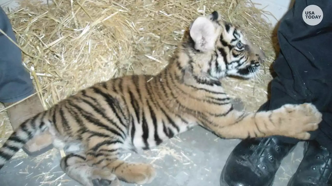 After officers responded to shooting, they found a trail of blood and a Bengal tiger cub.