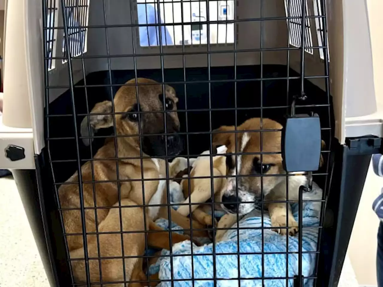 Authorities: Emaciated dogs rescued from home in Crescent City, 2 facing charges