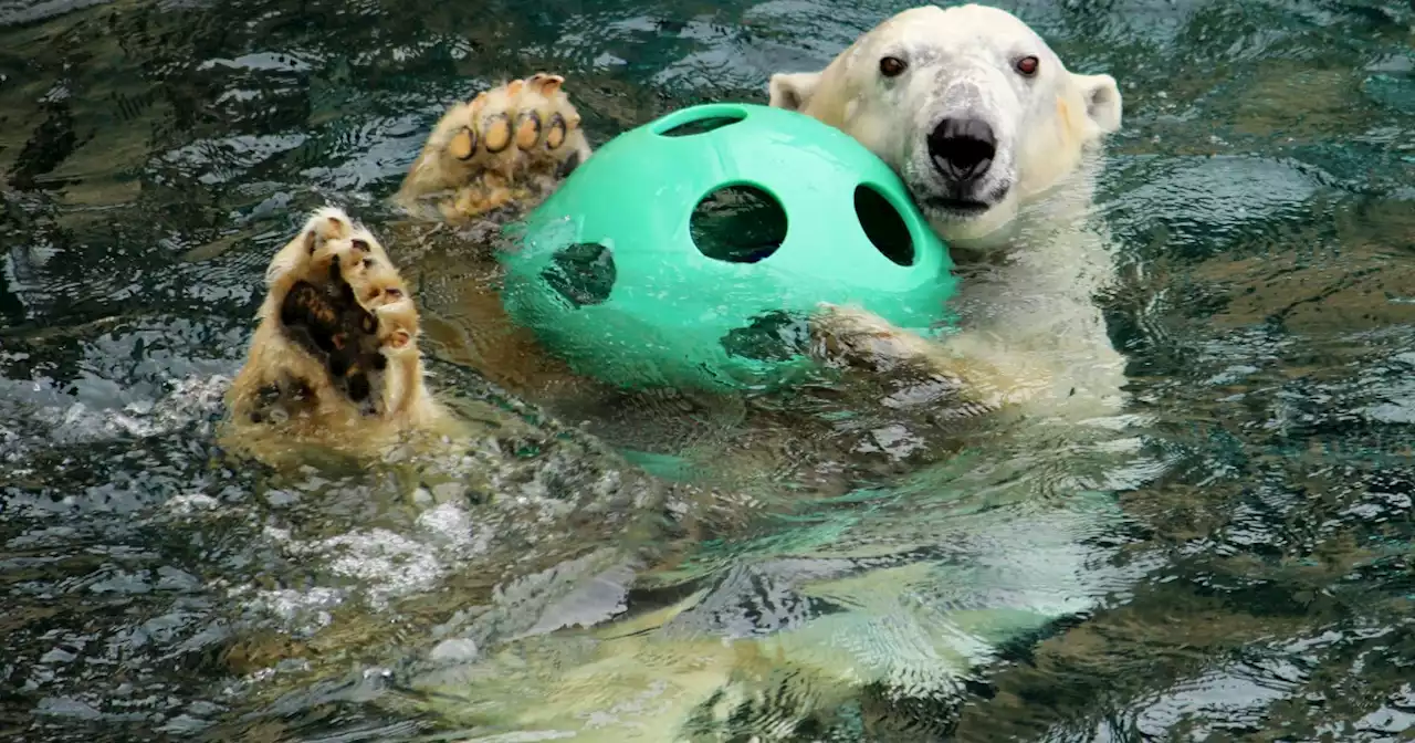 Oldest polar bear in captivity in the US dead at 33