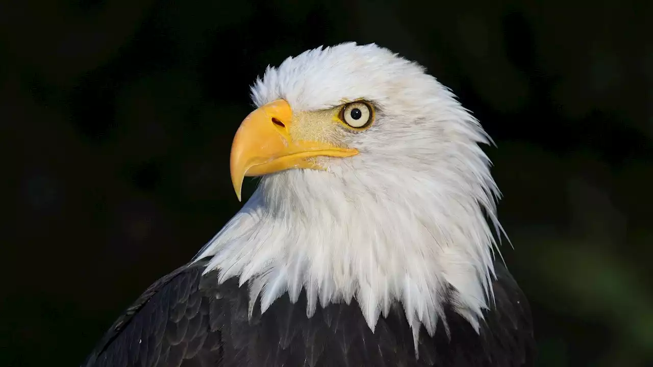 Move Over Bears, It’s Eagle Watching Season