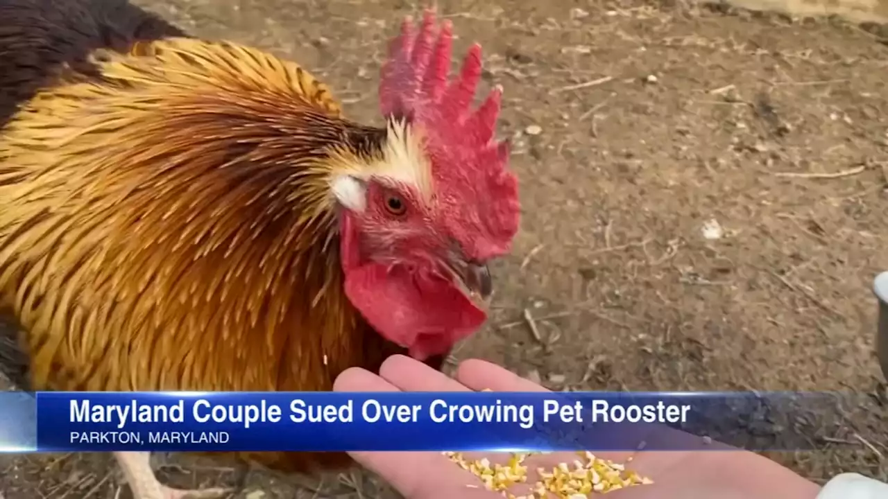 Couple sued over crowing pet rooster's early morning wake-ups