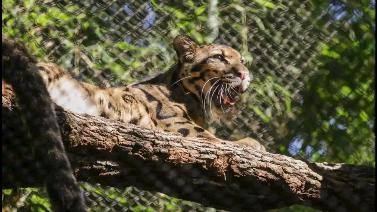 Dallas Zoo finds clouded leopard that went missing all day Friday