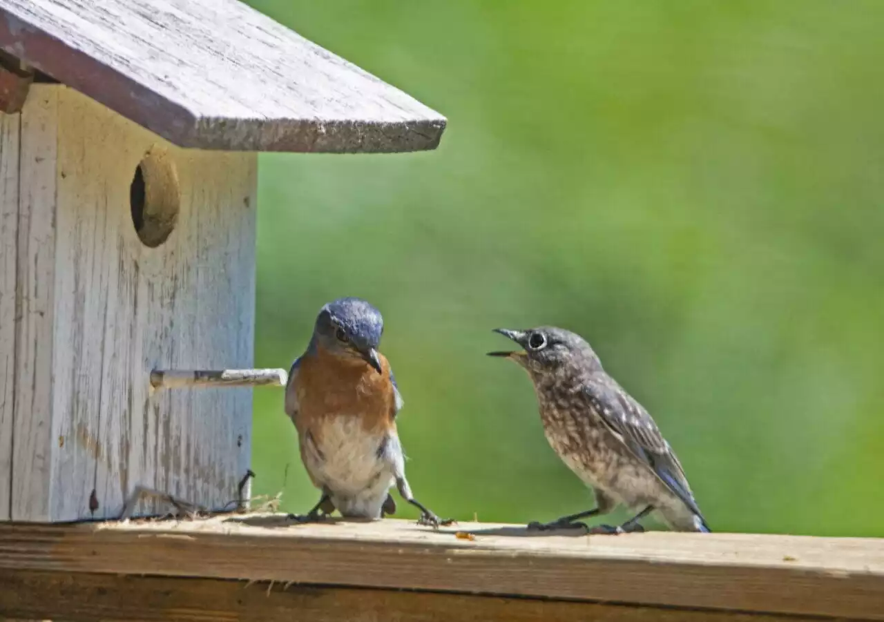 Comment faut-il nourrir les oiseaux de son jardin pendant l’hiver ?