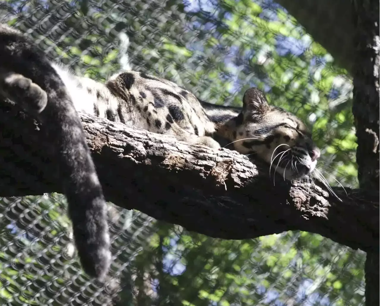 Police investigate after Dallas Zoo missing leopard is found