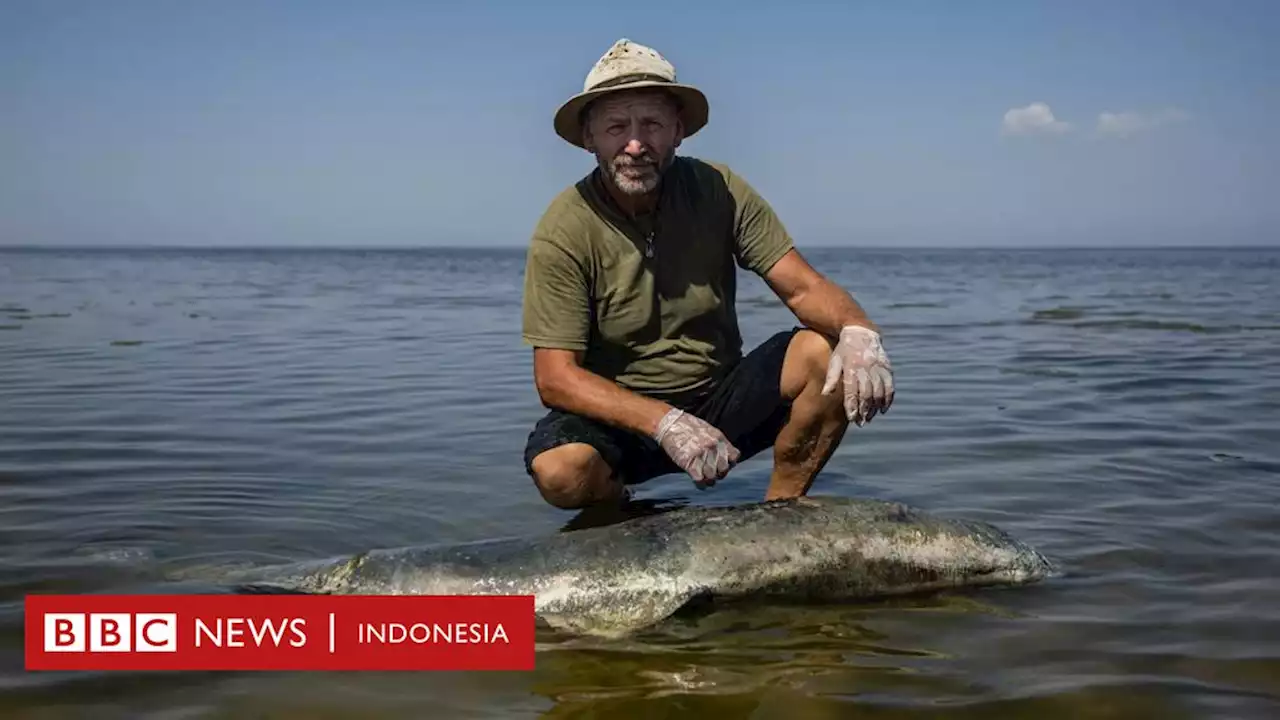 Perang di Ukraina menyebabkan kematian ribuan penghuni Laut Hitam - BBC News Indonesia