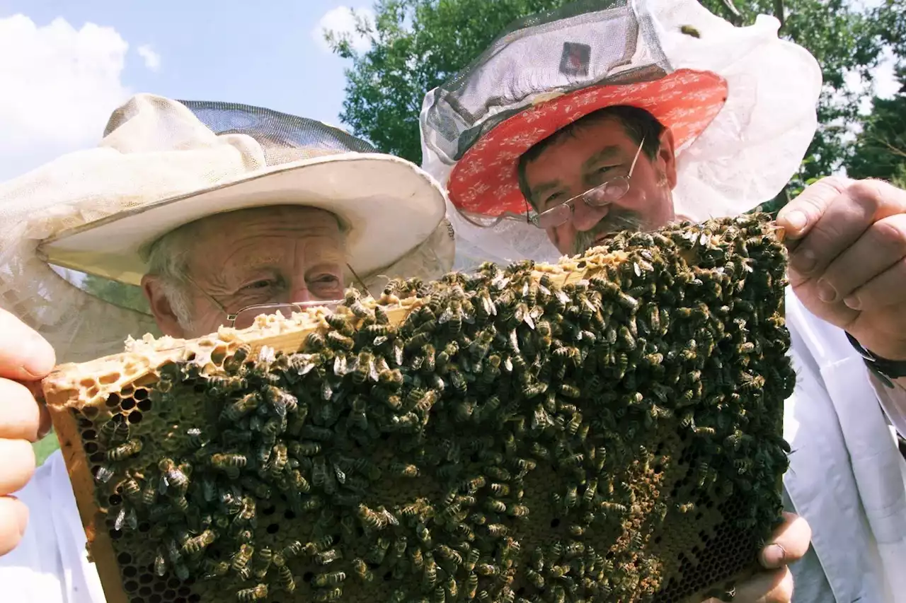 Erstmals Impfstoff für Bienen in den USA zugelassen