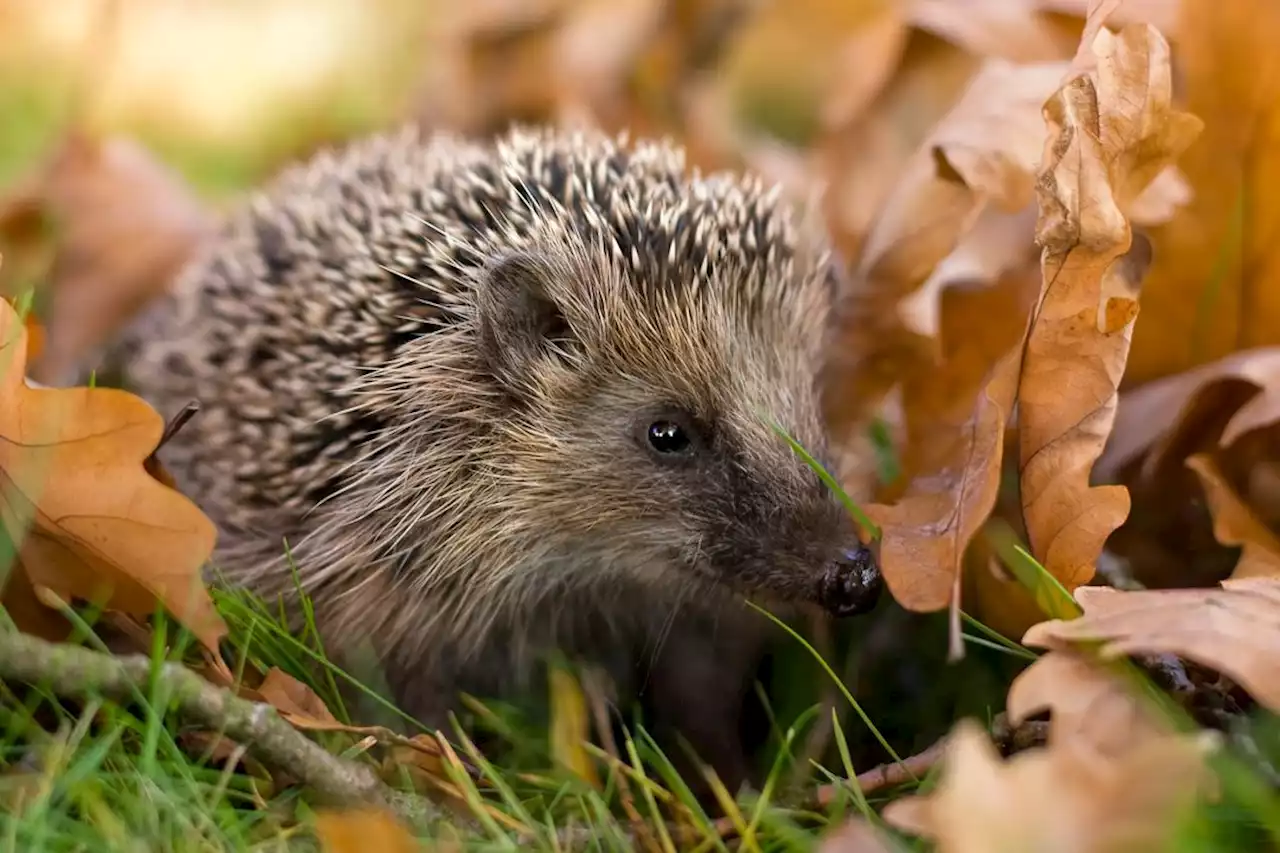 Milder Winter – Stress für Tiere und Pflanzen